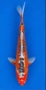 30cm Japanese Imported Koi Shusui - Marusei - QT5 - 1