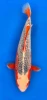 55cm Japanese Imported Asagi - Marusei - A1 - 5