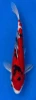 31cm Japanese Imported Koi Sanke - Marusei - QT5 - 14