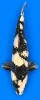 54cm Japanese Imported Ginrin Shiro Utsuri - Marusei - A1 - 8