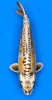 54cm Japanese Imported Ki Kikokuryu - Marusei - A1 - 11