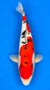 54cm Japanese Imported Doitsu Sanke - Maruhiro - A1 - 12