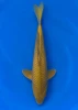37cm Japanese Imported Koi Chagoi - Marusie - QT5 - 39