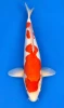 50cm Japanese Imported Doitsu Kohaku - Maruhiro - A1 - 18