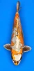 46cm Japanese Imported Kogane Ochiba - Marusei - A1 - 23