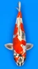 60cm Japanese Imported Beni Kikokuryu - Marusaka - A1 - 30