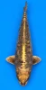 63cm Japanese Imported Aragoke - Marusen Kobayashi - A1 - 35