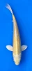 30cm Japanese Imported Koi Yamabuki - Marusei - QT5 - 23