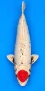 61cm Japanese Imported Kin Tancho Sanke - Kanno - A1 - 37