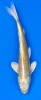 29cm Japanese Imported Koi Yamabuki - Marusei - QT5 - 27