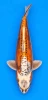 53cm Japanese Imported Beni Kikokuryu - Marusei - A1 - 39