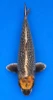 56cm Japanese Imported Tancho Beni Ginga - Ikarashi Ozumi - A1 - 41