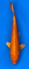 32cm Japanese Imported Koi Ginrin Soragoi - Marusei- QT5 - 33