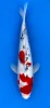 32cm Japanese Imported Koi Sanke - Marusei - QT5 - 37