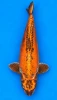 59cm Japanese Imported Beni Kikokuryu - Koshiji - A1 - 46