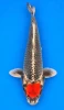 63cm Japanese Imported Kin Tancho Goshiki - Kaneko - A1 - 47