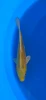 28cm Japanese Imported Koi Ki Matsuba - Marusei - QT4 - 27