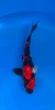 [koi-marusei-qt4-32] 27cm Japanese Imported Koi Showa - Marusei - QT4 - 32