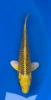 26cm Japanese Imported Koi Ki Matsuba - Marusei - QT4 - 34