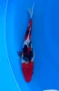 21cm Japanese Imported Koi Sanke - Marusei - QT4 - 35