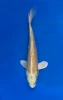 21cm Japanese Imported Koi Yamabuki - Marusei - QT4 - 38