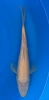 [koi-marusei-qt4-43] 28cm Japanese Imported Koi Akame Kigoi - Marusei - QT4 - 43