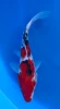 [koi-marusei-qt4-49] 21cm Japanese Imported Koi Sanke - Marusei - QT4 - 49