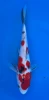[koi-marusei-qt4-50] 22cm Japanese Imported Koi Sanke - Marusei - QT4 - 50