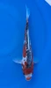 21cm Japanese Imported Shusui - Marusei - QT1- 43