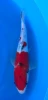 [koi-marusei-qt1-44] 26cm Japanese Imported Sanke - Marusei - QT1- 44