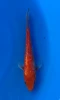 17cm Japanese Imported Ginrin Benigoi - Marusei - QT1- 45