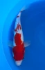 [koi-marusei-qt1-46] 38cm Japanese Imported Kohaku - Marusei - QT1- 46