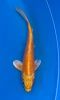 17cm Japanese Imported Yamabuki - Marusei - QT1- 54