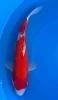 [koi-marusei-qt1-68] 33cm Japanese Imported Kohaku - Marusei - QT1- 68