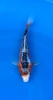 19cm Japanese Imported Shusui - Marusei - QT1- 69