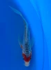 20cm Japanese Imported Butterfly Tancho Shusui - Yamasan - QT3 - 54