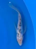 20cm Japanese Imported Butterfly Doitsu Bekko - Yamasan - QT3 - 55