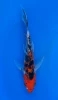 19cm Japanese Imported Butterfly Sanke - Yamasan - QT3 - 56