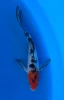 20cm Japanese Imported Butterfly Tancho Sanke - Yamasan - QT3 - 59