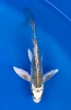 17cm Japanese Imported Butterfly Ki Kikokuryu - Yamasan - QT3 - 62