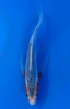 16cm Japanese Imported Butterfly Shusui - Yamasan - QT3 - 63