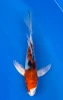 17cm Japanese Imported Butterfly Kin Sanke - Yamasan - QT3 - 68