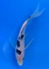 [koi-yamasan-qt3-69] 16cm Japanese Imported Butterfly Shiro Utsuri - Yamasan - QT3 - 69