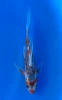 [koi-yamasan-qt3-70] 17cm Japanese Imported Butterfly Shusui - Yamasan - QT3 - 70