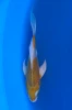 16cm Japanese Imported Butterfly Lemon Hariwake - Yamasan - QT3 - 71