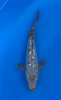 19cm Japanese Imported Ginrin Ochiba - Marusei - QT1- 76