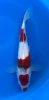 33cm Japanese Imported Goromo - Marusei - QT1- 79