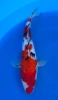 [koi-marusei-qt1-80] 35cm Japanese Imported Sanke - Marusei - QT1- 80