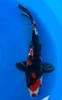 [koi-marusei-qt4-59] 31cm Japanese Imported Showa - Marusei - QT4- 59