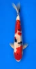 49cm Japanese Imported Sanke - Momotaro- L5- 4